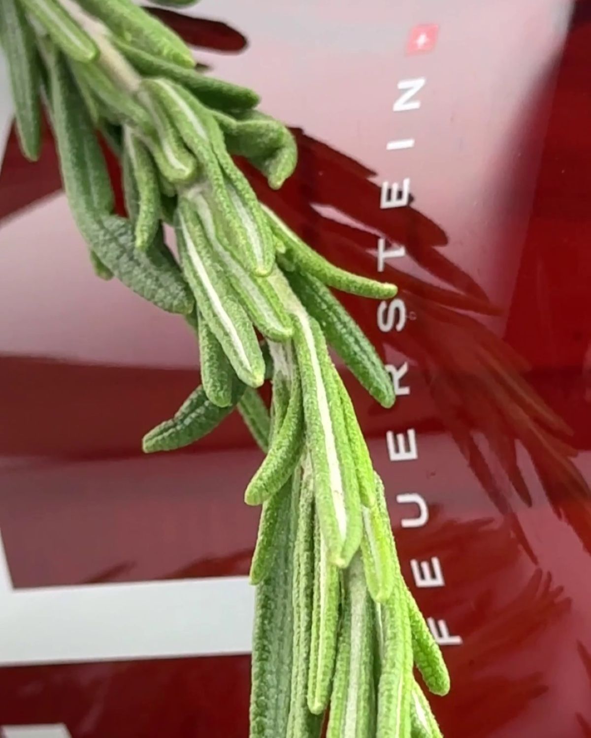 Hand & Body Wash - Handseife